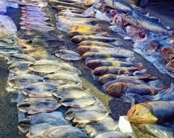 Operativo en Ituzaingó Interceptan 720 kilos de pescado ilegal en Corrientes